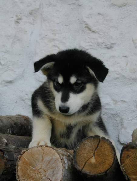 Magic Wolf Himalaya (rose)