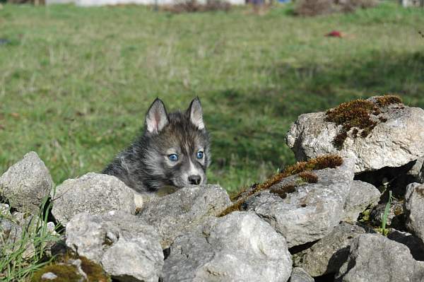 Magic Wolf Hypnotic blue eyes dit halcatraz