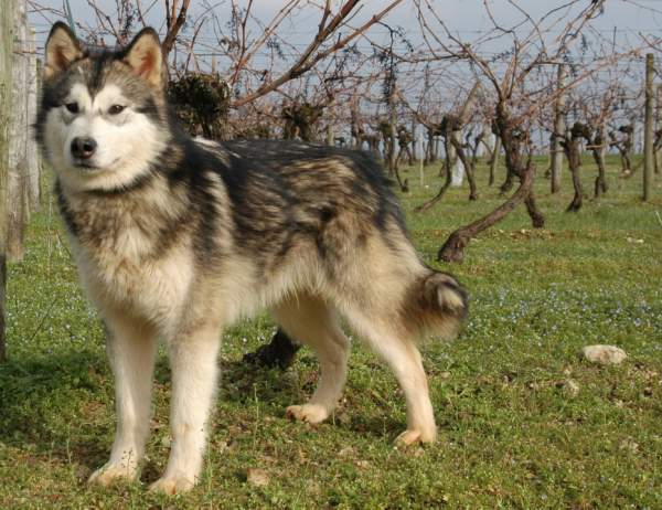 Houmiack of Red Eyes Woolf Shadow