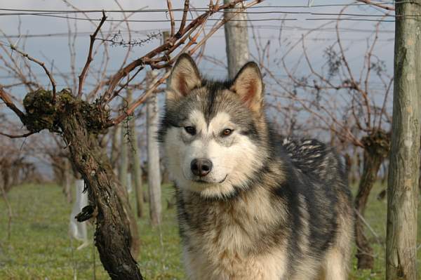 Houmiack of Red Eyes Woolf Shadow