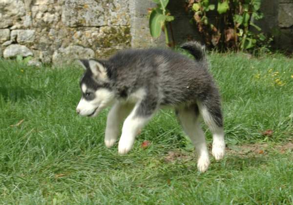 Magic Wolf Demon of the black diamond (dite demon)