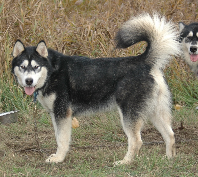 Magic Wolf Demon of the black diamond (dite demon)