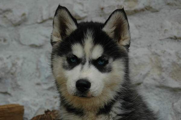 Magic Wolf J'suis trop belle dite j'allucine
