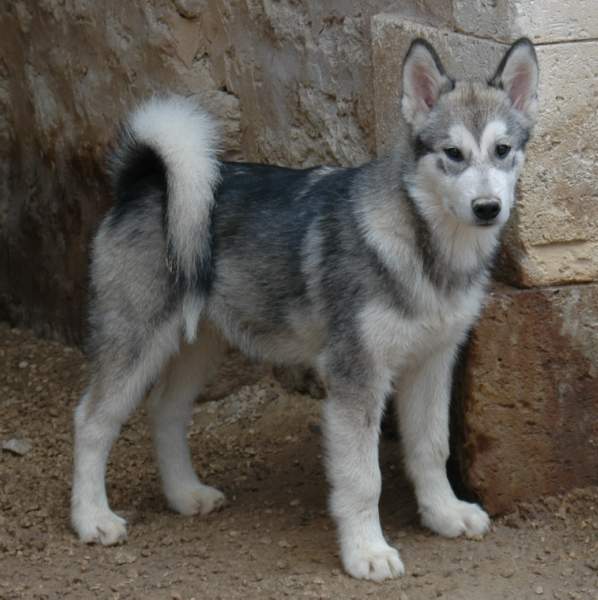 Houmiack of Red Eyes Woolf Shadow