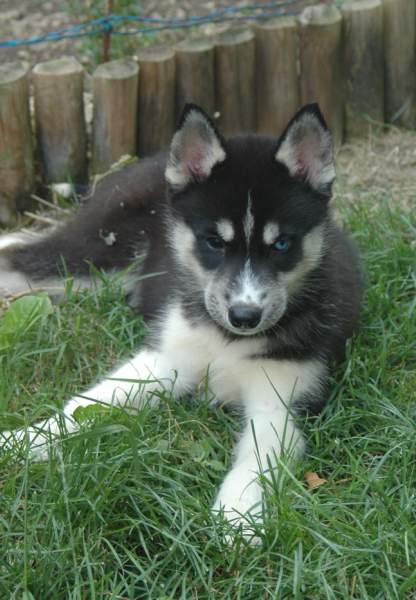 Magic Wolf Finnmark (dite chipie)