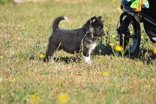Magic Wolf Lune noire dit loupy