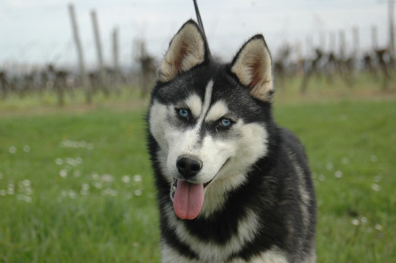 Magic Wolf Coyotte girl