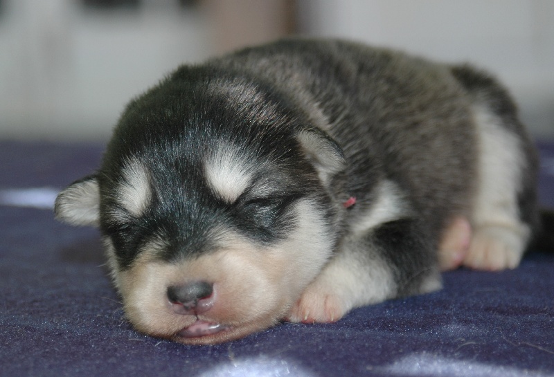 Magic Wolf Himalaya (rose)