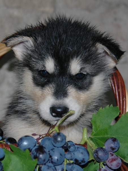 Magic Wolf Himalaya (rose)