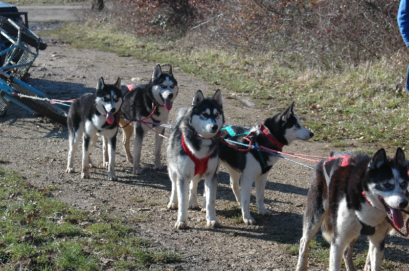 Magic Wolf Alaska 1