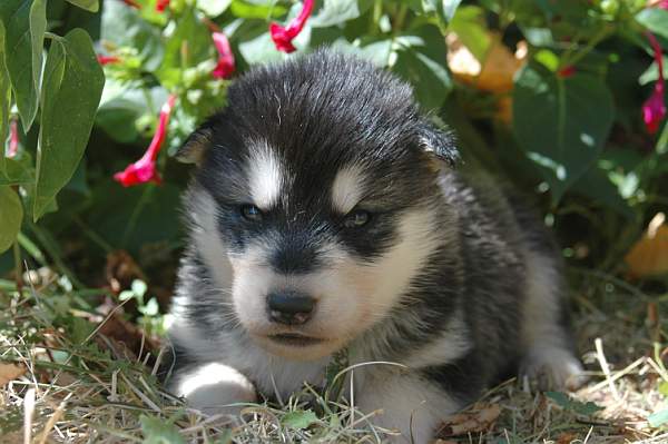 Magic Wolf Himalaya (rose)