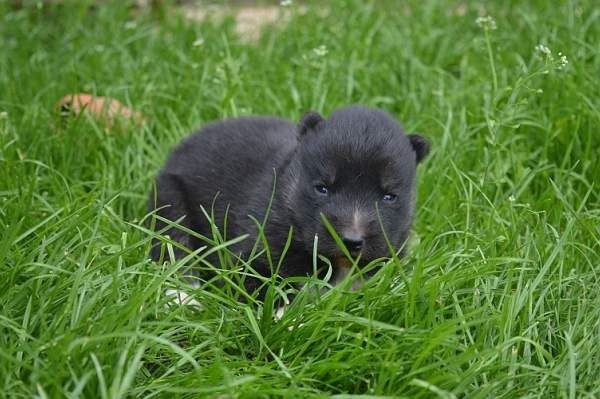 Magic Wolf Lune noire dit loupy