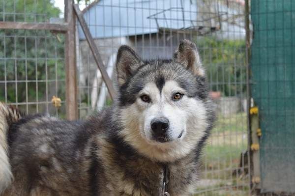 Houmiack of Red Eyes Woolf Shadow