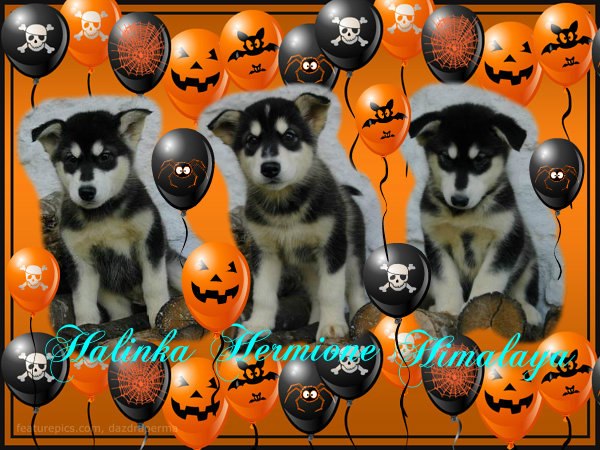 Magic Wolf Himalaya (rose)