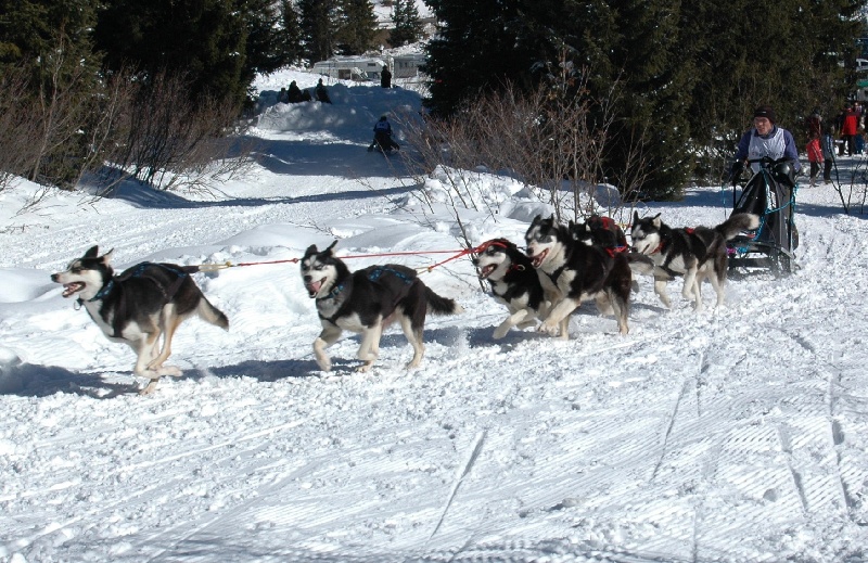 Magic Wolf Alaska 1