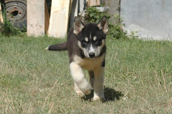 Magic Wolf Finnmark (dite chipie)