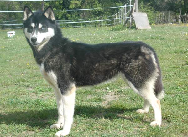 Magic Wolf Finnmark (dite chipie)