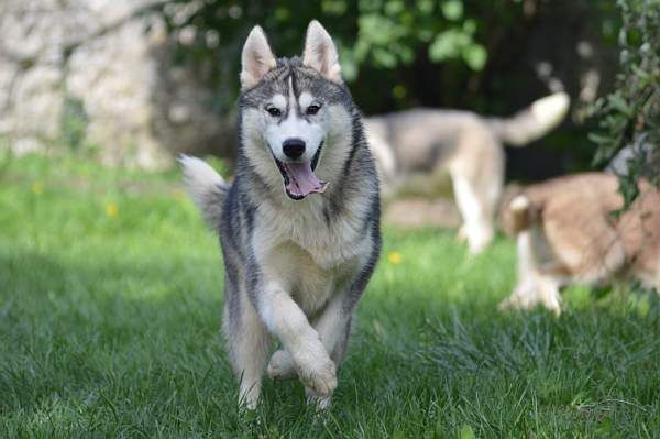 Magic Wolf Nanouk (grise)