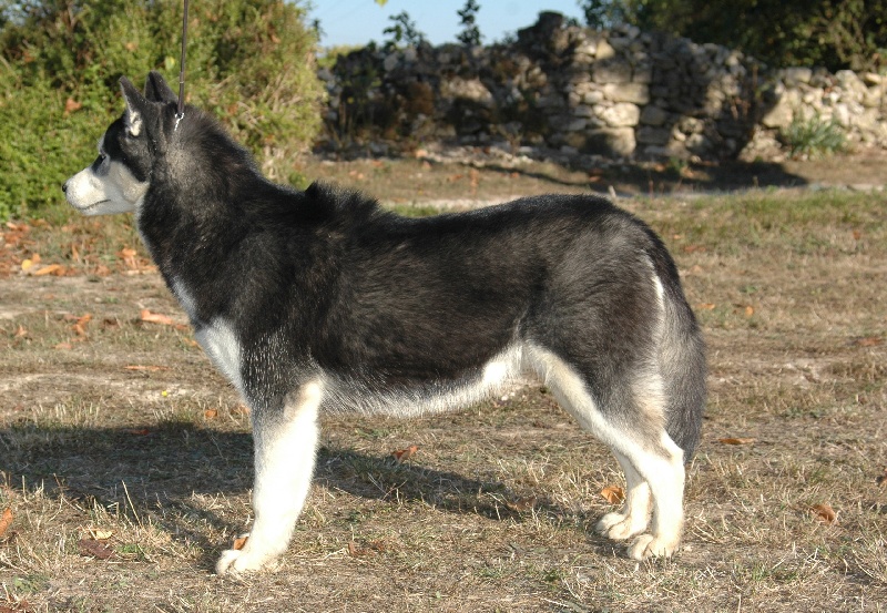 Magic Wolf Elyxir diabolic ( dite ebène)
