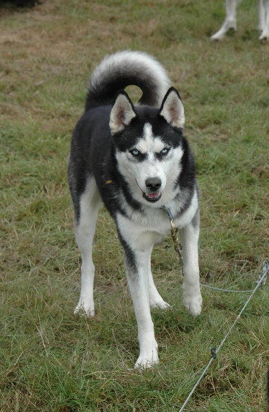 Magic Wolf Alaska 1