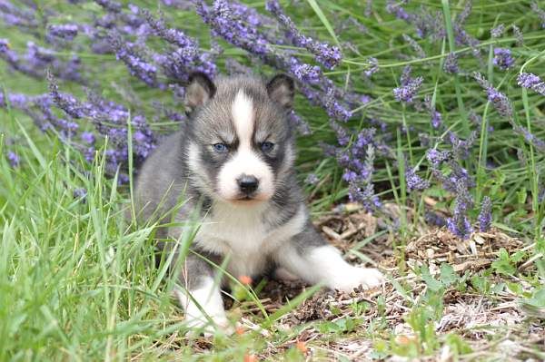 Magic Wolf Nebraska dit nounou