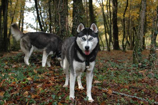 Magic Wolf Coyotte girl