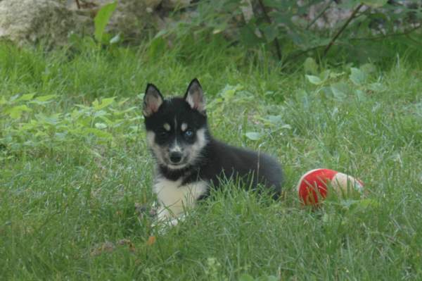 Magic Wolf Finnmark (dite chipie)