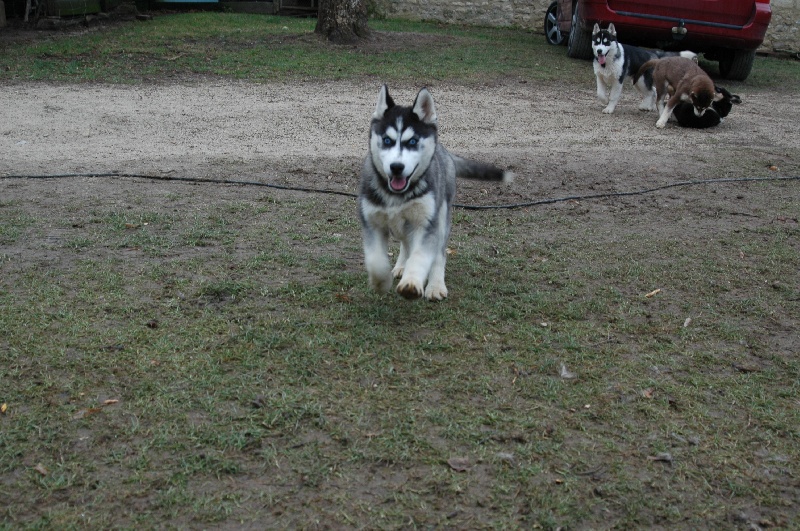 Magic Wolf Coyotte girl