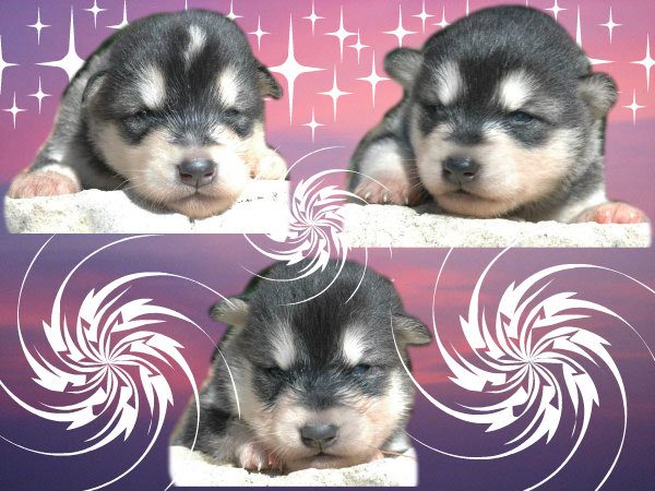 Magic Wolf Himalaya (rose)