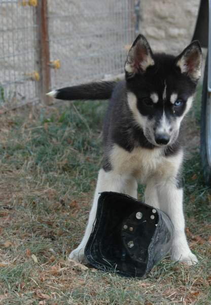 Magic Wolf Finnmark (dite chipie)