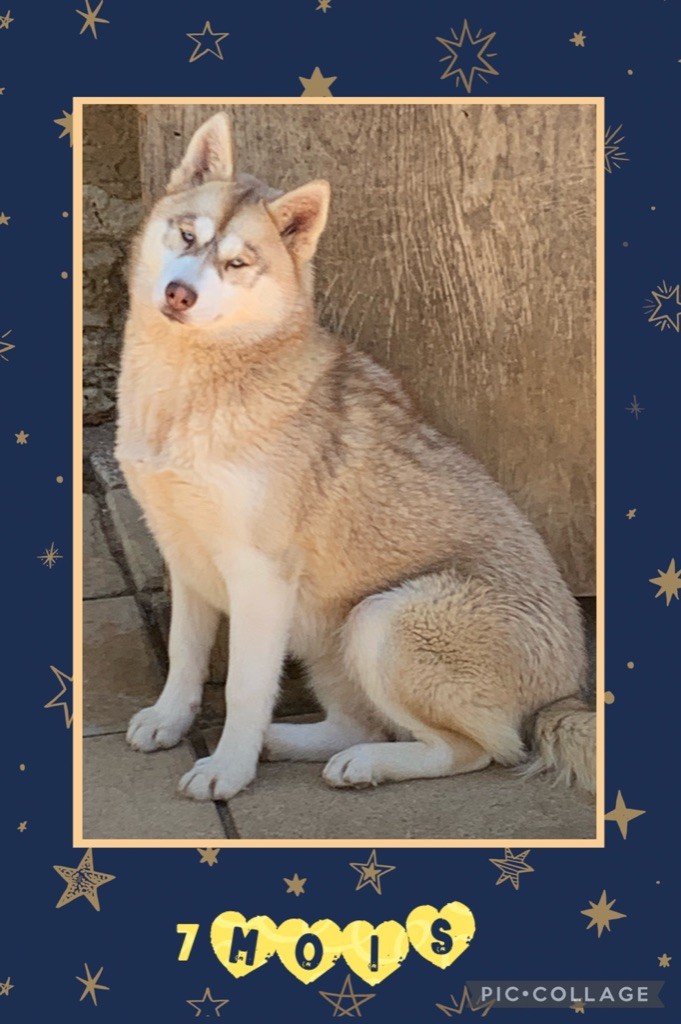 Magic Wolf Super twix