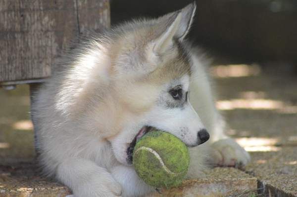 Magic Wolf Nanouk (grise)