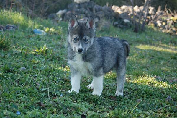 Magic Wolf Hypnotic blue eyes dit halcatraz