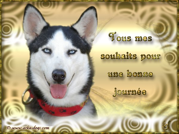 Photo Elevage Magic Wolf Eleveur De Chiens Siberian Husky