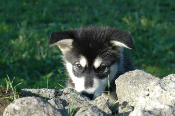 Magic Wolf Himalaya (rose)