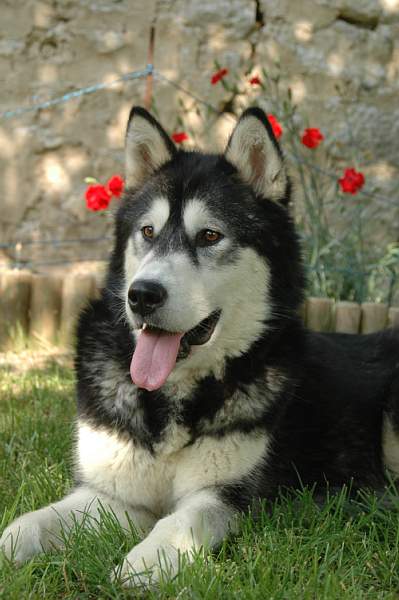 Magic Wolf Demon of the black diamond (dite demon)