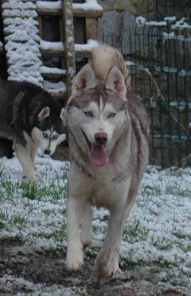 Magic Wolf Guess