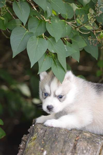 Magic Wolf Neige
