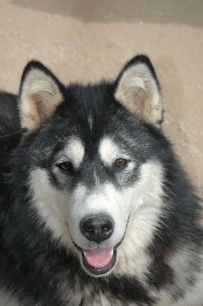 Magic Wolf Demon of the black diamond (dite demon)
