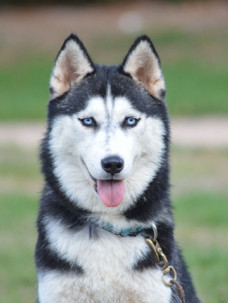 Magic Wolf J'suis trop belle dite j'allucine