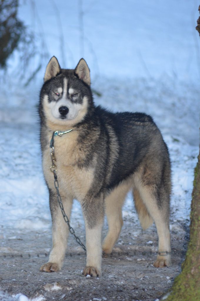 Magic Wolf Nebraska dit nounou