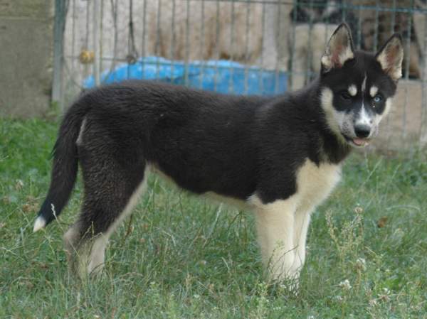 Magic Wolf Finnmark (dite chipie)