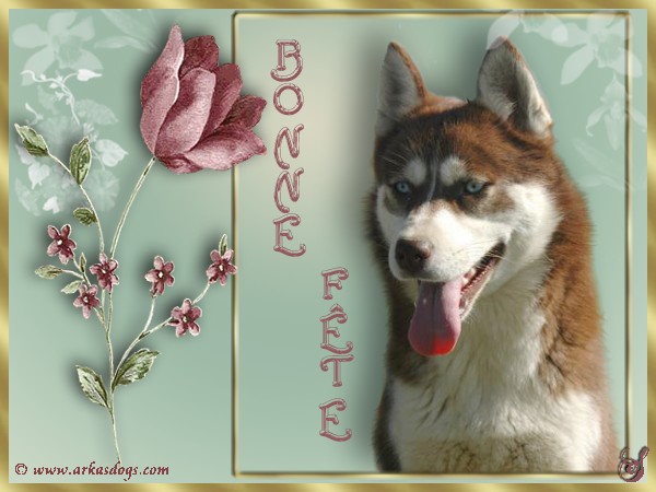 Photo Elevage Magic Wolf Eleveur De Chiens Siberian Husky