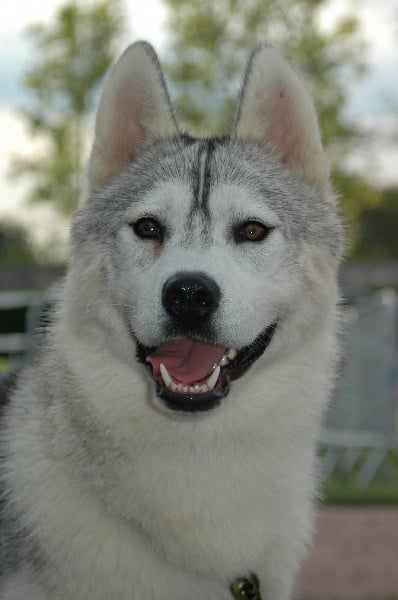 Publication : Magic Wolf Auteur : Magic Wolf, Fusion 19 mois