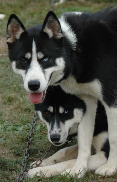 Magic Wolf Finnmark (dite chipie)