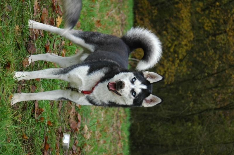 Magic Wolf Alaska 1