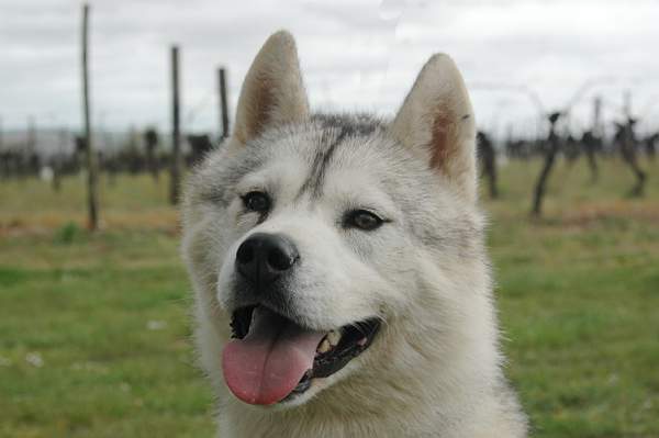 Publication : Magic Wolf Auteur : Magic Wolf, Fusion 19 mois