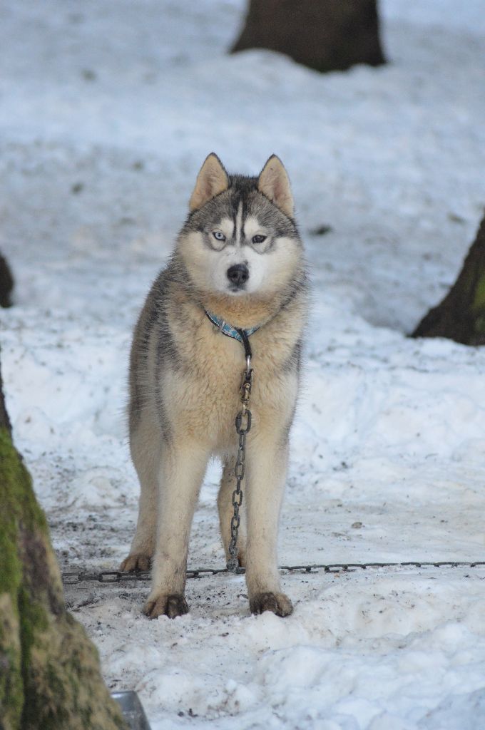 Magic Wolf Neige