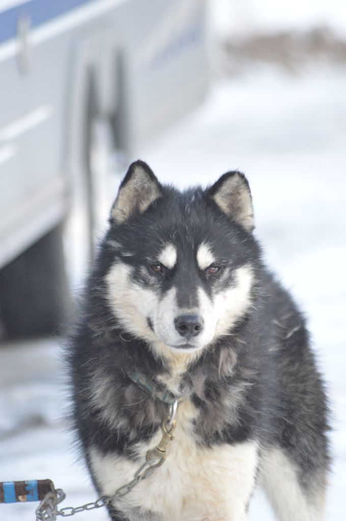 Magic Wolf Lune noire dit loupy