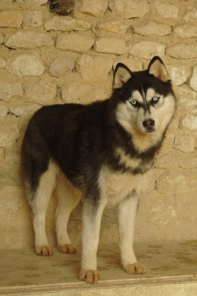 Magic Wolf Elyxir diabolic ( dite ebène)